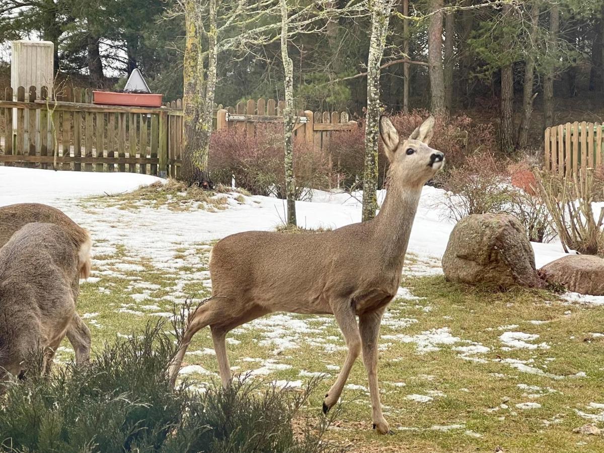 Dolina Sarenek Otel Sejny Dış mekan fotoğraf