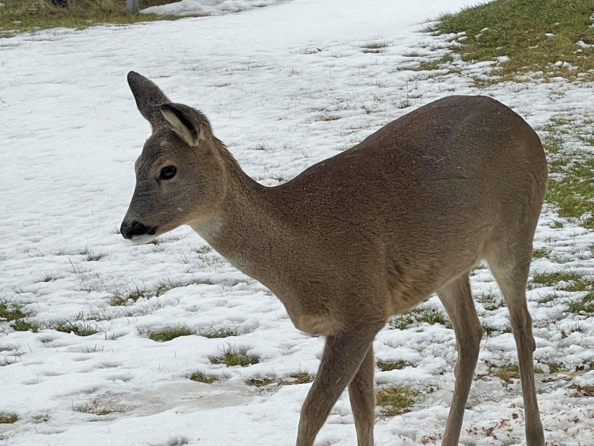 Dolina Sarenek Otel Sejny Dış mekan fotoğraf